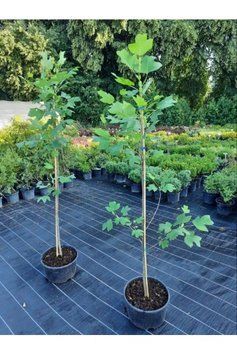 Тюльпанове дерево / Ліріодендрон Ауреамаргіната(Liriodendron tulipifera Aureomarginatum) 01.019.015 фото