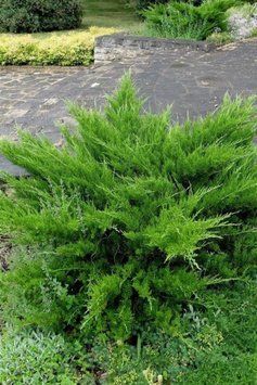 ЯЛІВЕЦЬ СЕРЕДНІЙ 'МІНТ ДЖУЛІП' (Juniperus media Mint Julep) 02.009.196 фото