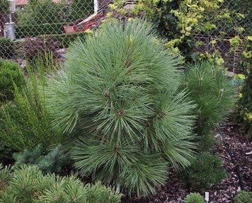 Сосна Джеффрі Джоппі К (Pinus jeffreyi Joppi C) 02.003.031 фото