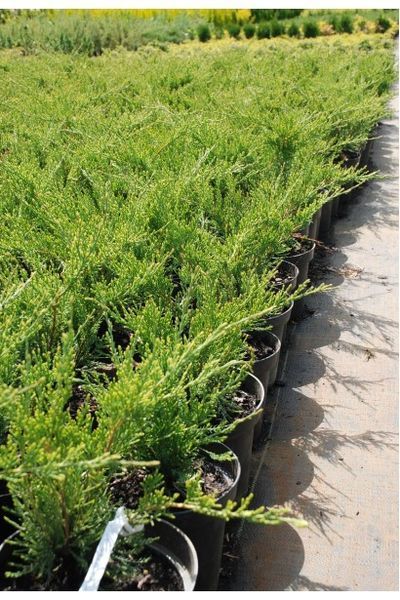 ЯЛІВЕЦЬ СЕРЕДНІЙ 'МІНТ ДЖУЛІП' (Juniperus media Mint Julep) 02.009.196 фото