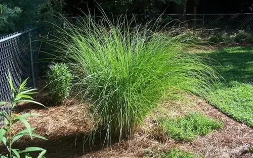 Міскантус сіненсіс Морнінг Ліггт (Miscanthus sinensis Morning Light) 03.004.011 фото