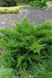 ЯЛІВЕЦЬ СЕРЕДНІЙ 'МІНТ ДЖУЛІП' (Juniperus media Mint Julep) 02.009.196 фото 1