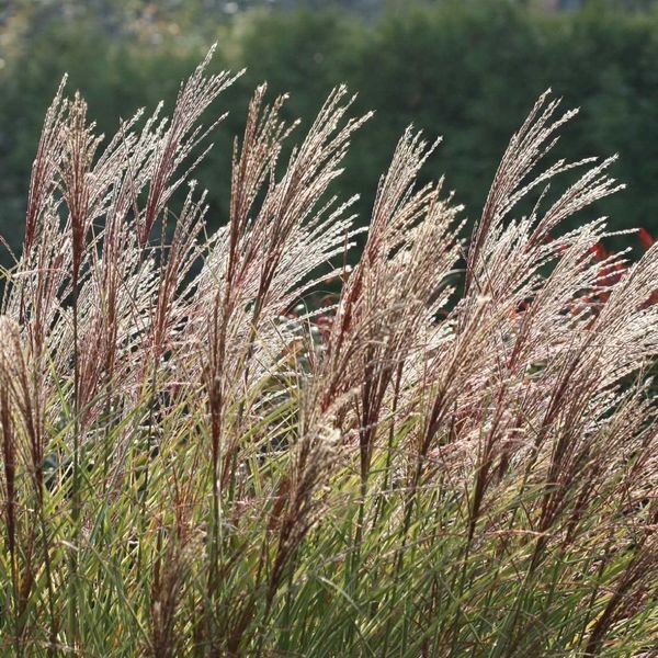 Міскантус сіненсіс Морнінг Ліггт (Miscanthus sinensis Morning Light) 03.004.011 фото