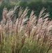 Міскантус сіненсіс Морнінг Ліггт (Miscanthus sinensis Morning Light) 03.004.011 фото 4