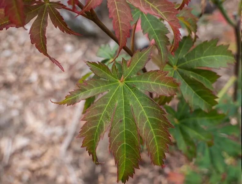 Клен Псевдозібольдіанум 'Північний вітер'(Acer pseudosieboldianum North Wind) 01.001.168 фото