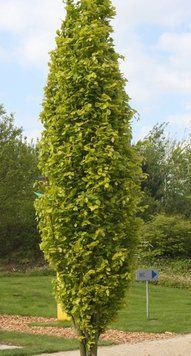 Бук лісовий Девік (Fagus sylvatica Dawyck ) 01.009.035 фото