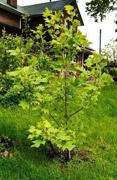 ЛІРІОДЕНДРОН ТЮЛЬПАНОВИЙ К (Liriodendron tulipifera C) 01.019.010 фото