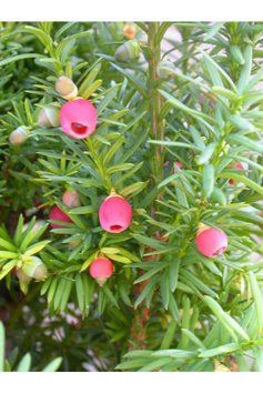 Тис середній Дензіформіс (Taxus media Densiformis) 02.004.169 фото