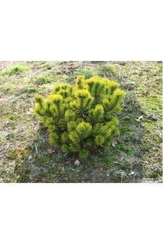 02.003.410 фото