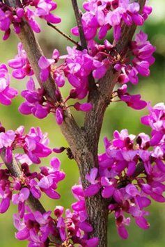 Церцис європейський (Cercis siliquastrum) 01.002.016 фото
