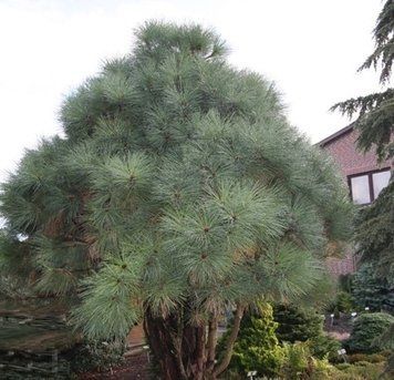 Сосна Джеффрі Джоппі К (Pinus jeffreyi Joppi C) 02.003.481 фото
