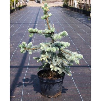 ЯЛИНА КОЛЮЧА 'ГЛАУКА ПЕНДУЛА' (Picea pungens Glauca Pendula) 02.002.130 фото