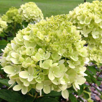 Гортензія волотиста Літл Лайм (Hydrangea paniculata Little Lime) 01.034.033 фото