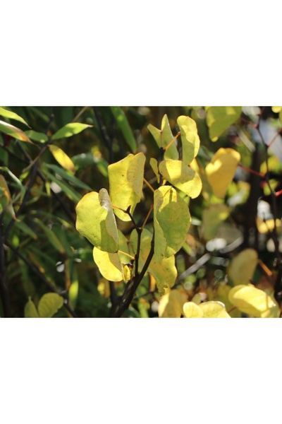Церцис європейський (Cercis siliquastrum) 01.002.016 фото