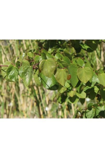 Церцис європейський (Cercis siliquastrum) 01.002.016 фото