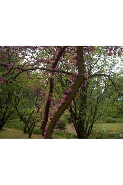 Церцис європейський (Cercis siliquastrum) 01.002.016 фото