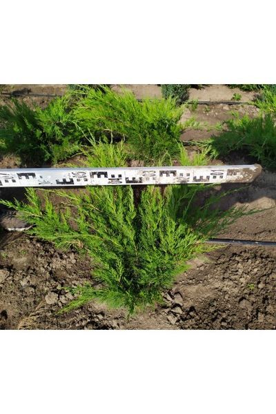 ЯЛІВЕЦЬ СЕРЕДНІЙ 'МІНТ ДЖУЛІП' (Juniperus media Mint Julep) 02.009.095 фото