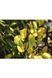 Церцис європейський (Cercis siliquastrum) 01.002.016 фото 2