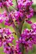 Церцис європейський (Cercis siliquastrum) 01.002.016 фото 1