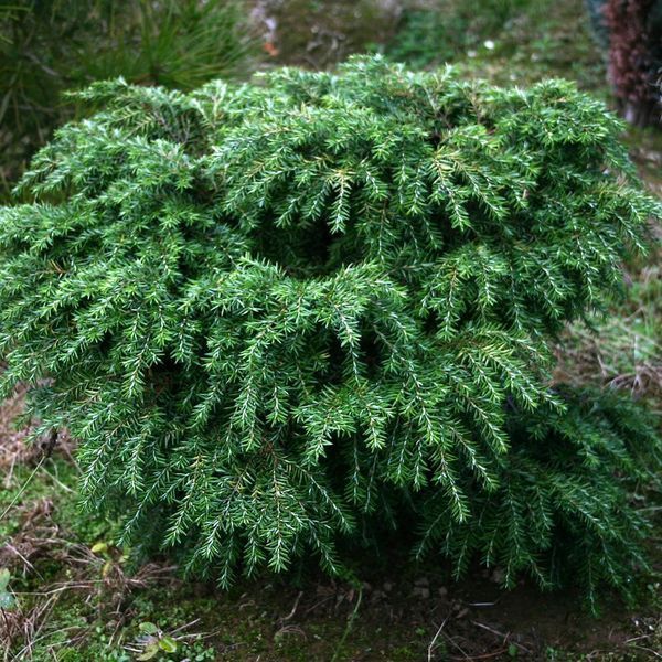 Тсуга канадська Джедделох (Tsuga canadensis Jeddeloh) 02.018.005 фото