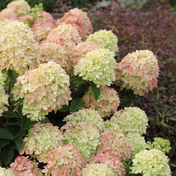 Гортензія волотиста Літл Лайм (Hydrangea paniculata Little Lime) 01.034.033 фото