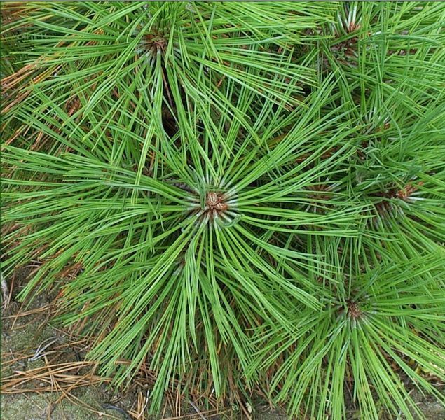 Сосна Джеффрі Джоппі К (Pinus jeffreyi Joppi C) 02.003.481 фото