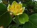 ЛІРІОДЕНДРОН ТЮЛЬПАНОВИЙ К (Liriodendron tulipifera C) 01.019.010 фото 2