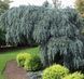 ЯЛИНА КОЛЮЧА 'ГЛАУКА ПЕНДУЛА' (Picea pungens Glauca Pendula) 02.002.130 фото 2