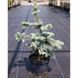ЯЛИНА КОЛЮЧА 'ГЛАУКА ПЕНДУЛА' (Picea pungens Glauca Pendula) 02.002.130 фото 1
