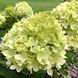 Гортензія волотиста Літл Лайм (Hydrangea paniculata Little Lime) 01.034.033 фото 1