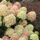 Гортензія волотиста Літл Лайм (Hydrangea paniculata Little Lime) 01.034.033 фото 2