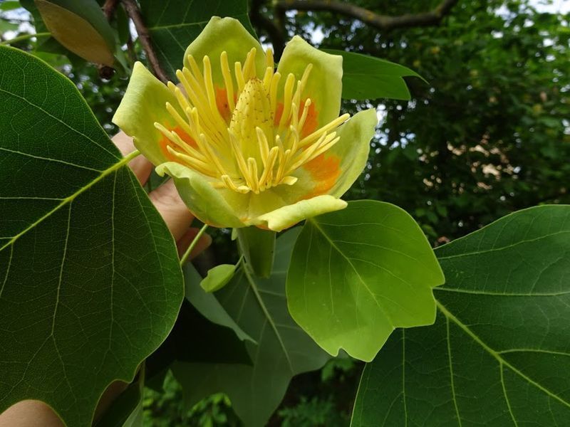 ЛІРІОДЕНДРОН ТЮЛЬПАНОВИЙ К (Liriodendron tulipifera C) 01.019.010 фото