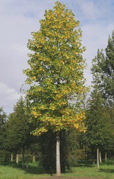 ЛІРІОДЕНДРОН ТЮЛЬПАНОВИЙ (Liriodendron tulipifera) 01.019.011 фото