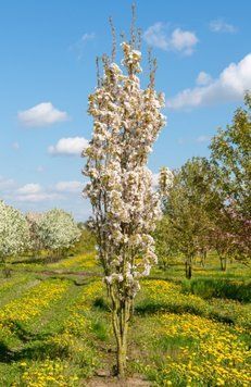 Вишня дрібнопильчаста &lsquo;Amanogawa&rsquo; (Prunus serrulata Amanogawa) 01.013.057 фото