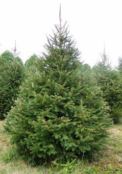 Ялина звичайна Ремонтіі (Picea abies Remontii) 02.002.026 фото