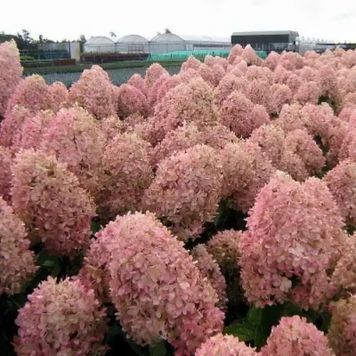 ГОРТЕНЗІЯ ВОЛОТИСТА 'МЕДЖІКЕЛ КЕНДЛ' (Hydrangea paniculata Magical Candle) 01.034.092 фото