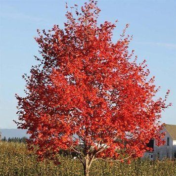 КЛЕН ФРІМАНА 'СІЄННА ГЛЕН' (Acer freemanii Sienna Glen) 01.001.090 фото