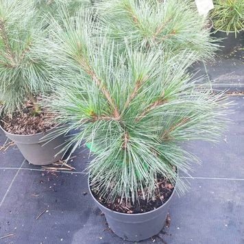 Сосна веймутова Макопін (Pinus strobus Macopin) 02.003.455 фото
