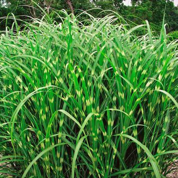 Міскантус сіненсіс Зебрінус (Miscanthus sinensis Zebrinus) 03.004.016 фото