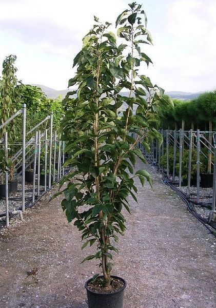 Вишня дрібнопильчаста &lsquo;Amanogawa&rsquo; (Prunus serrulata Amanogawa) 01.013.057 фото