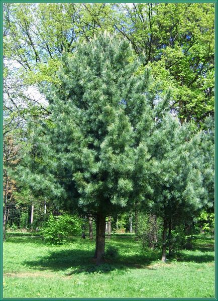 Сосна корейська Драгон Еіе (Pinus koraiensis Dragon Eye) 02.003.451 фото