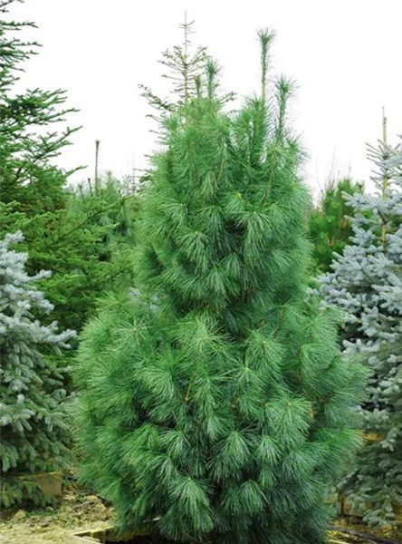 Сосна гімалайська "Денса Хілл" К/ (Pinus wallichiana Densa Hill) 02.003.425 фото