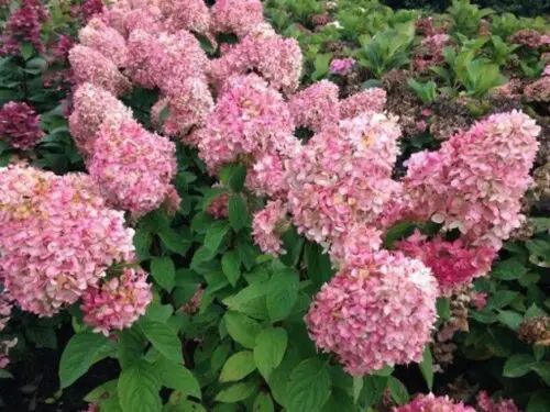 ГОРТЕНЗІЯ ВОЛОТИСТА 'МЕДЖІКЕЛ КЕНДЛ' (Hydrangea paniculata Magical Candle) 01.034.092 фото