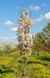 Вишня дрібнопильчаста &lsquo;Amanogawa&rsquo; (Prunus serrulata Amanogawa) 01.013.057 фото 1