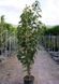 Вишня дрібнопильчаста &lsquo;Amanogawa&rsquo; (Prunus serrulata Amanogawa) 01.013.057 фото 2
