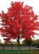 КЛЕН ЧЕРВОНИЙ 'БРЕНДІВАЙН'(Acer rubrum Brandywine) 01.001.117 фото 1