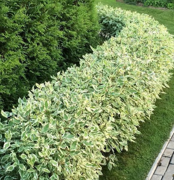 Дерен білий Елегантісіма К (Cornus alba Elegantissima C) 01.032.036 фото
