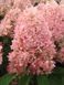 ГОРТЕНЗІЯ ВОЛОТИСТА 'МЕДЖІКЕЛ КЕНДЛ' (Hydrangea paniculata Magical Candle) 01.034.092 фото 2