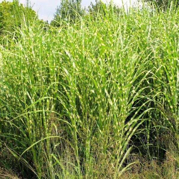 Міскантус сіненсіс Зебрінус (Miscanthus sinensis Zebrinus) 03.004.016 фото