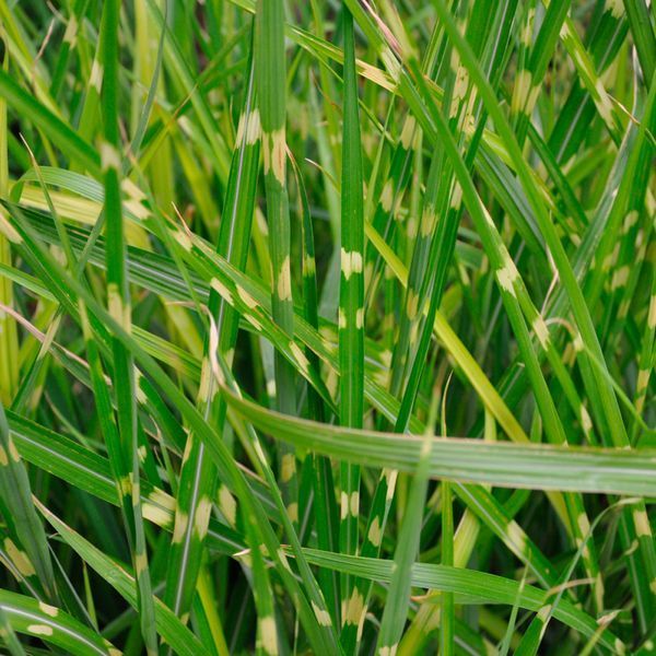 Міскантус сіненсіс Зебрінус (Miscanthus sinensis Zebrinus) 03.004.016 фото